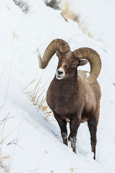 Archer, Ken 아티스트의 Bighorn sheep ram작품입니다.